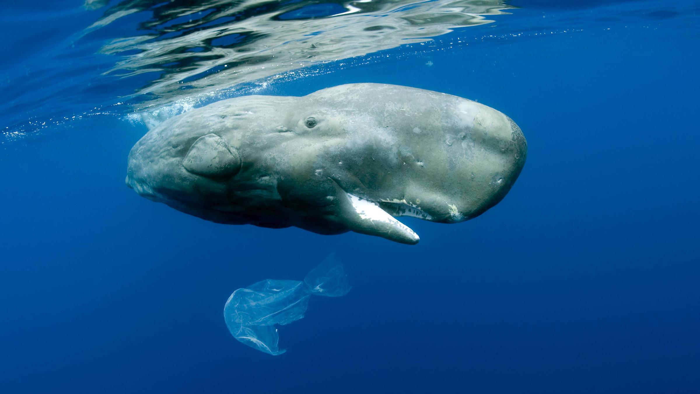 Ein Wal spielt im Meer mit einer Plastiktüte
