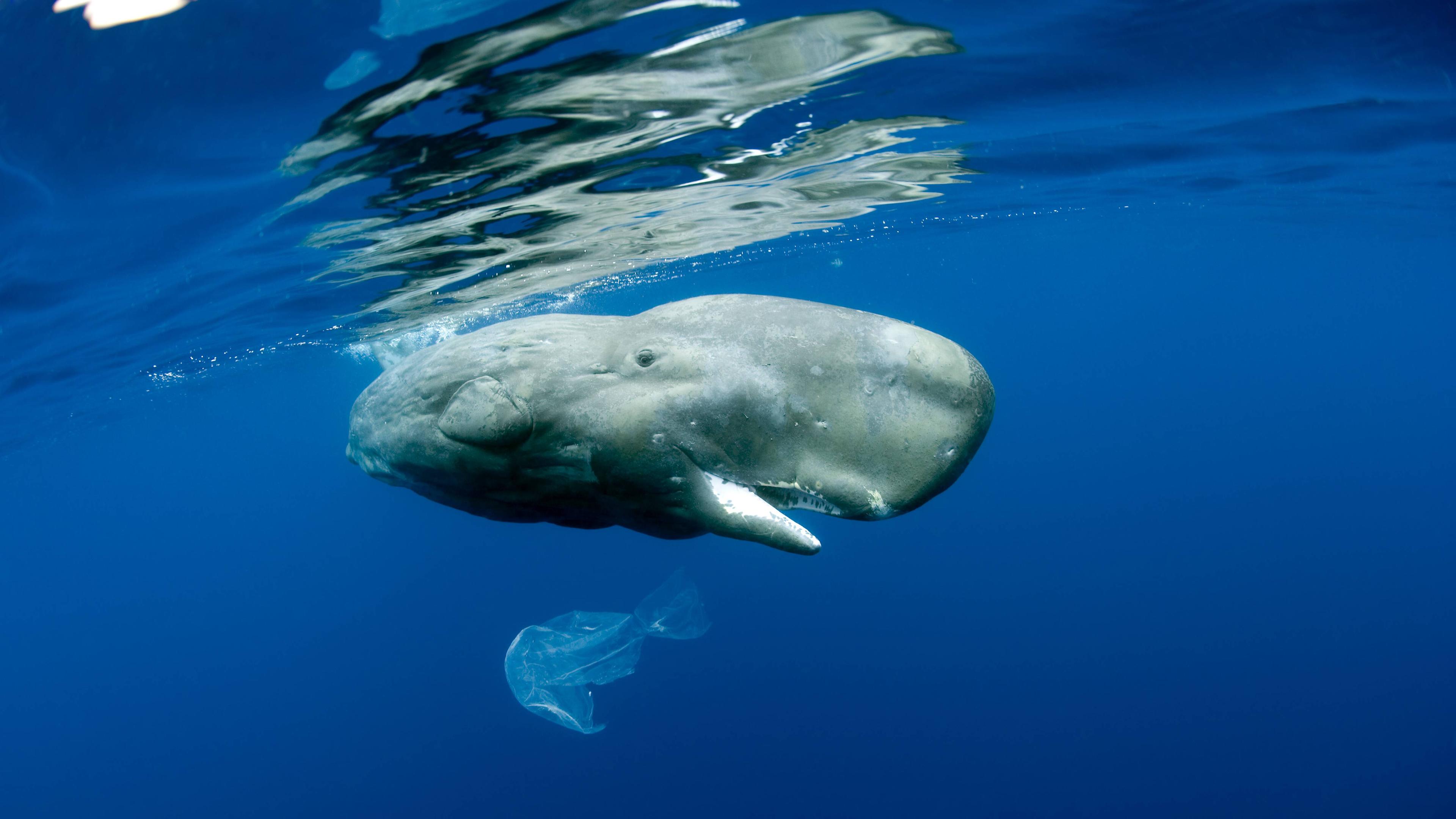 Ein Wal spielt im Meer mit einer Plastiktüte