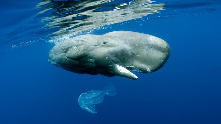 Ein Wal spielt im Meer mit einer Plastiktüte