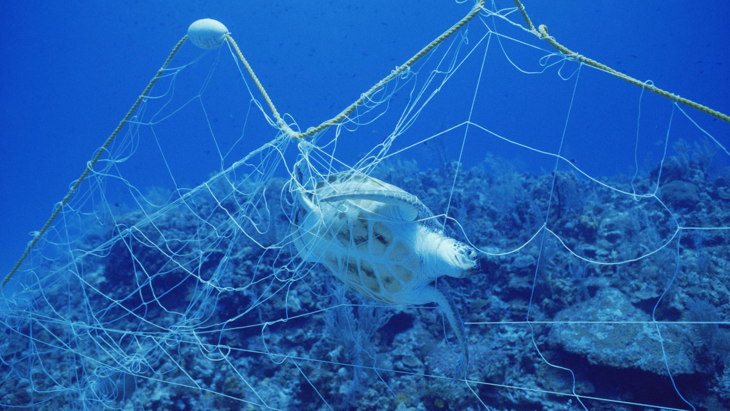 Eine Schildkröte ist in einem Netz Unterwasser gefangen. 