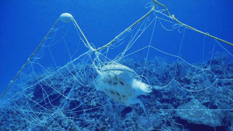 Eine Schildkröte ist in einem Netz Unterwasser gefangen. 