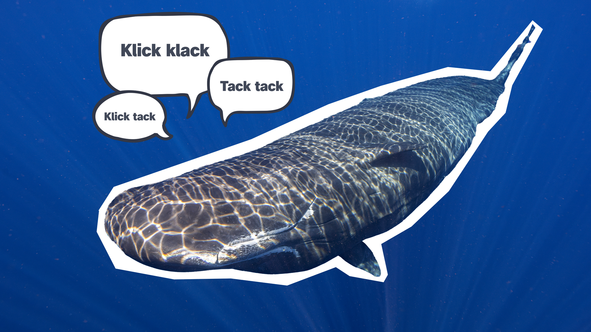 Sprache der Pottwale