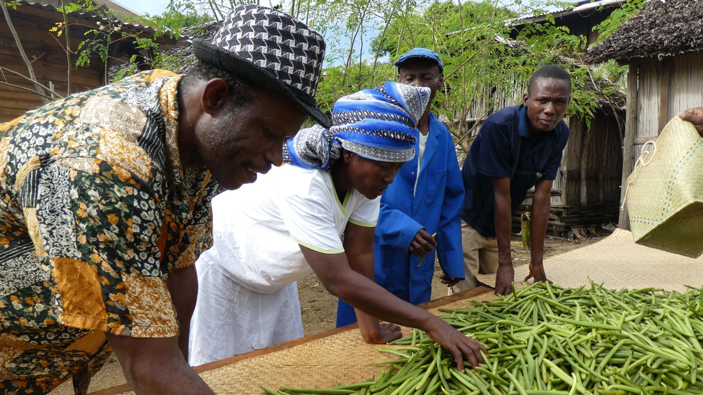 "planet e.: Vanille - Die Jagd nach dem Schwarzen Gold": Arbeiter auf Madagaskar kontrollieren die Qualität der frisch geernteten, noch grünen Vanilleschoten.