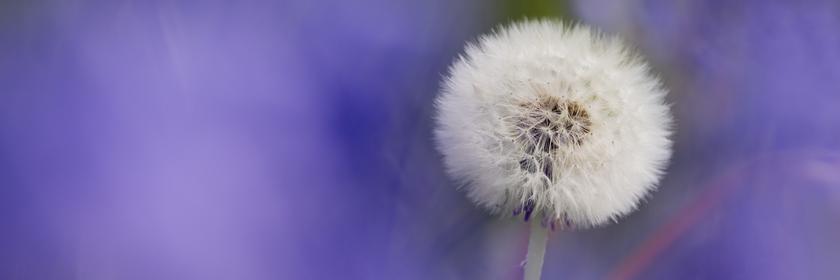 Pusteblume zwischen Hasenglöckchen in Köln