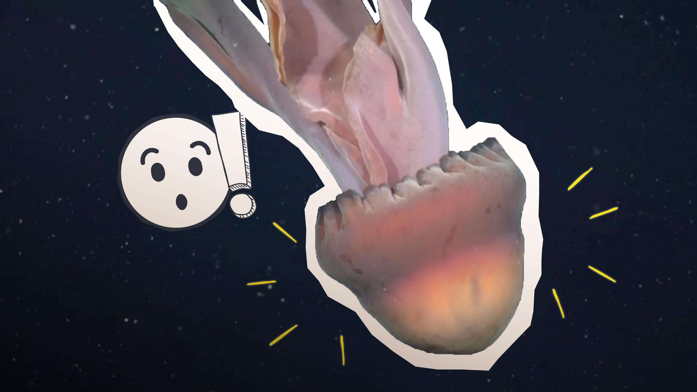 Riesenqualle entdeckt