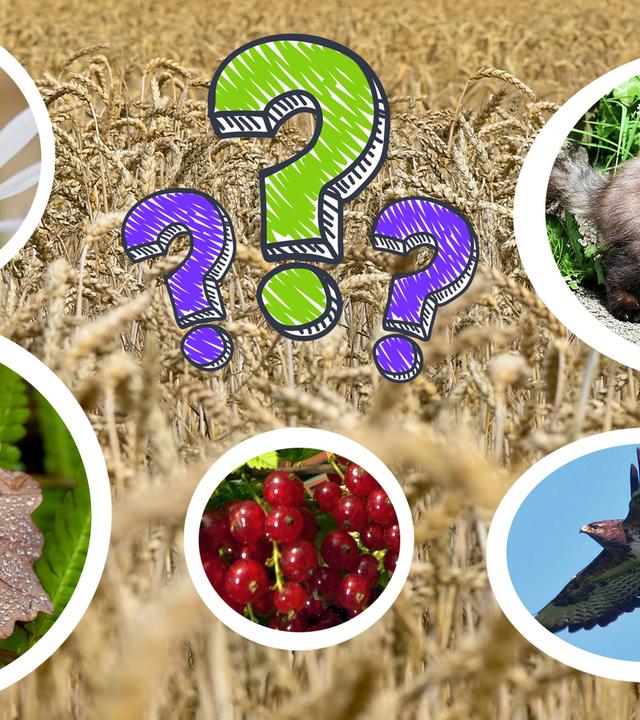 Bildcollage: Weizenfeld und darauf sind verschiedene Tiere- und Pflanzenarten abgebildet