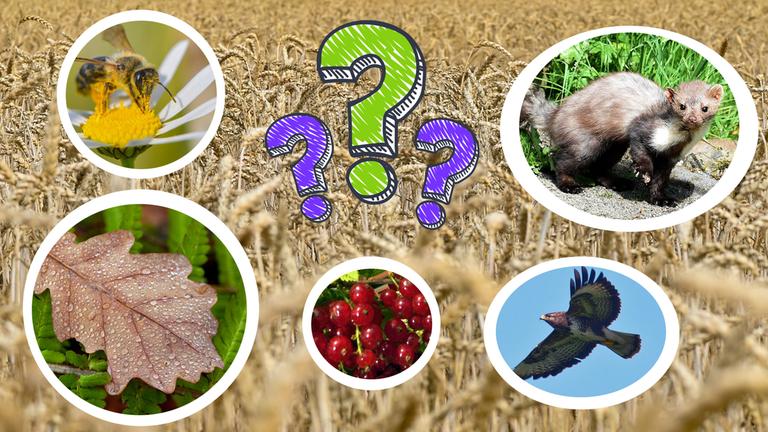 Bildcollage: Weizenfeld und darauf sind verschiedene Tiere- und Pflanzenarten abgebildet