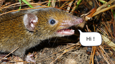 Kleiner Rattenigel (Hylomys macarong) mit weichem Fell und scharfen Reißzähnen