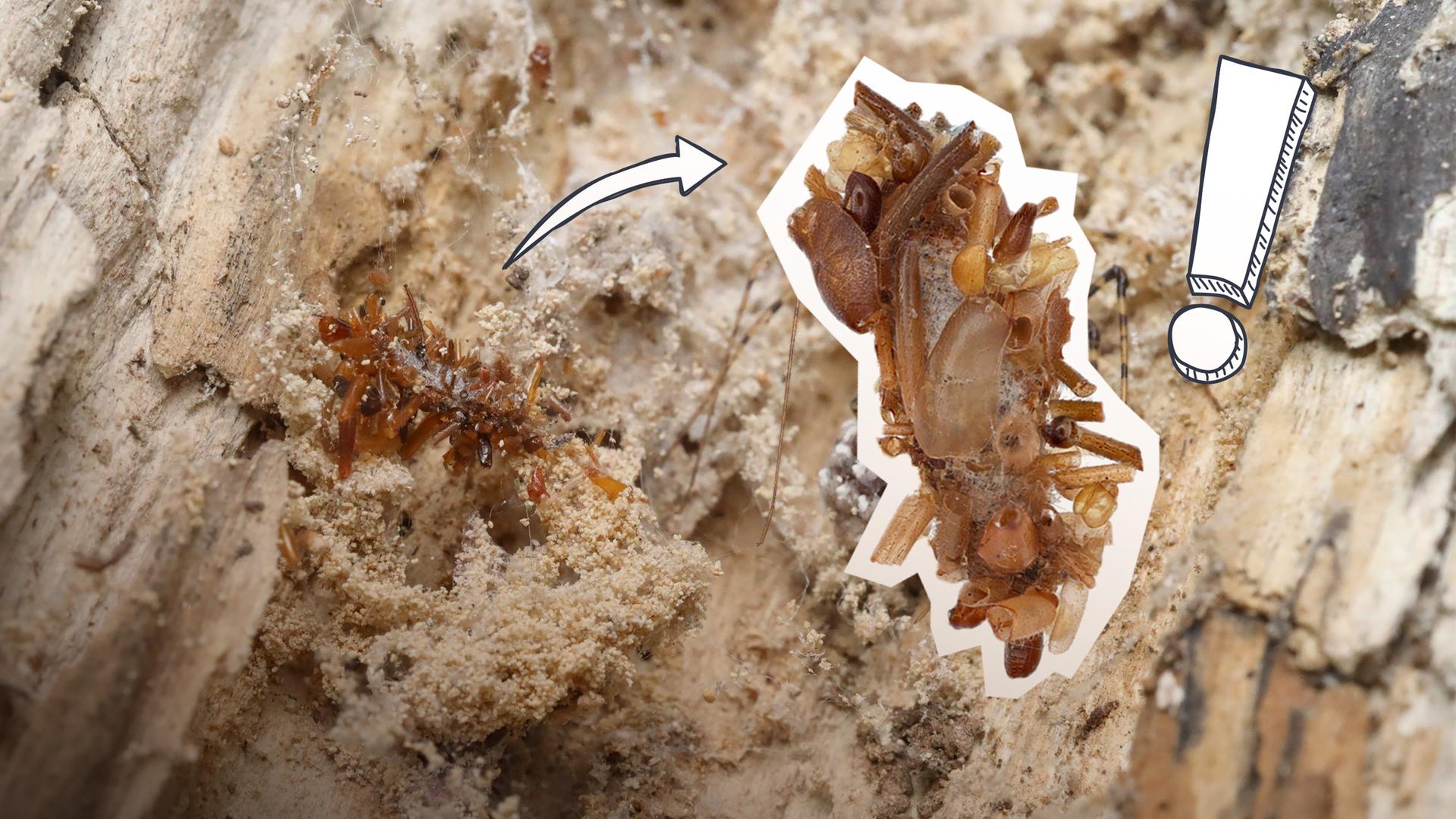 Gut getarnte Raupe auf einem Baumstamm, davon geht Pfeil ab auf vergrößerte RAupe mit Ausrufezeichen