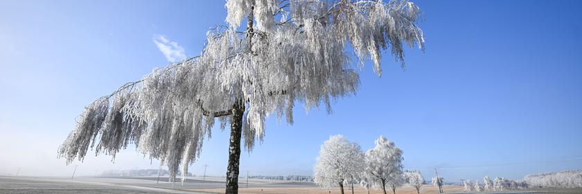 Strahlender Sonnenschein liegt über der winterlichen Landschaft bei Bartholomä. An Bäumen und Sträuchern hat sich feiner Raureif gebildet, der in den klaren Morgenstunden die Äste und Zweige wie mit einem silbrigen Schleier überzieht.