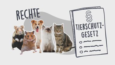 Rechte von Tieren