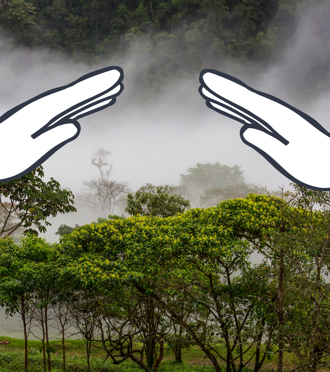 Nebliger Regenwald in Costa Rica
