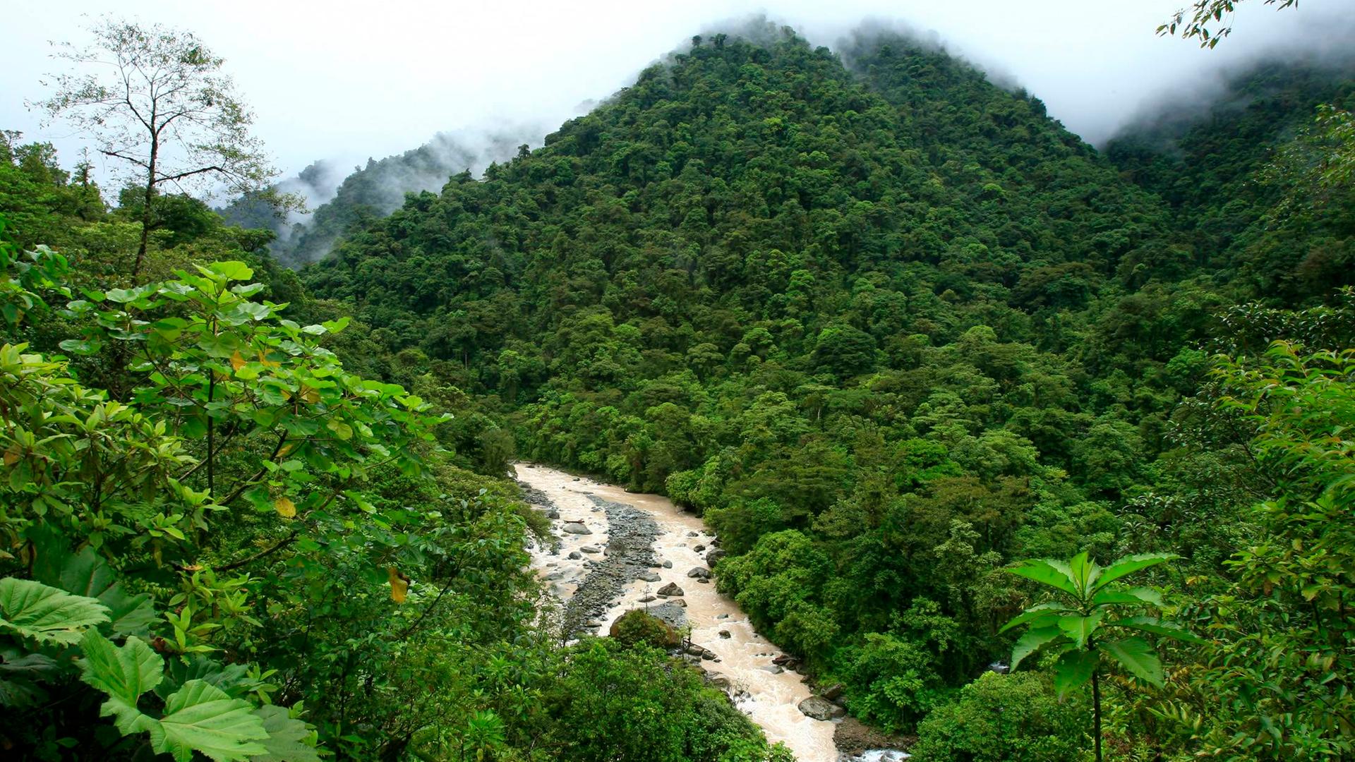 Regenwald im Tapanti Nationalpark in Orosi