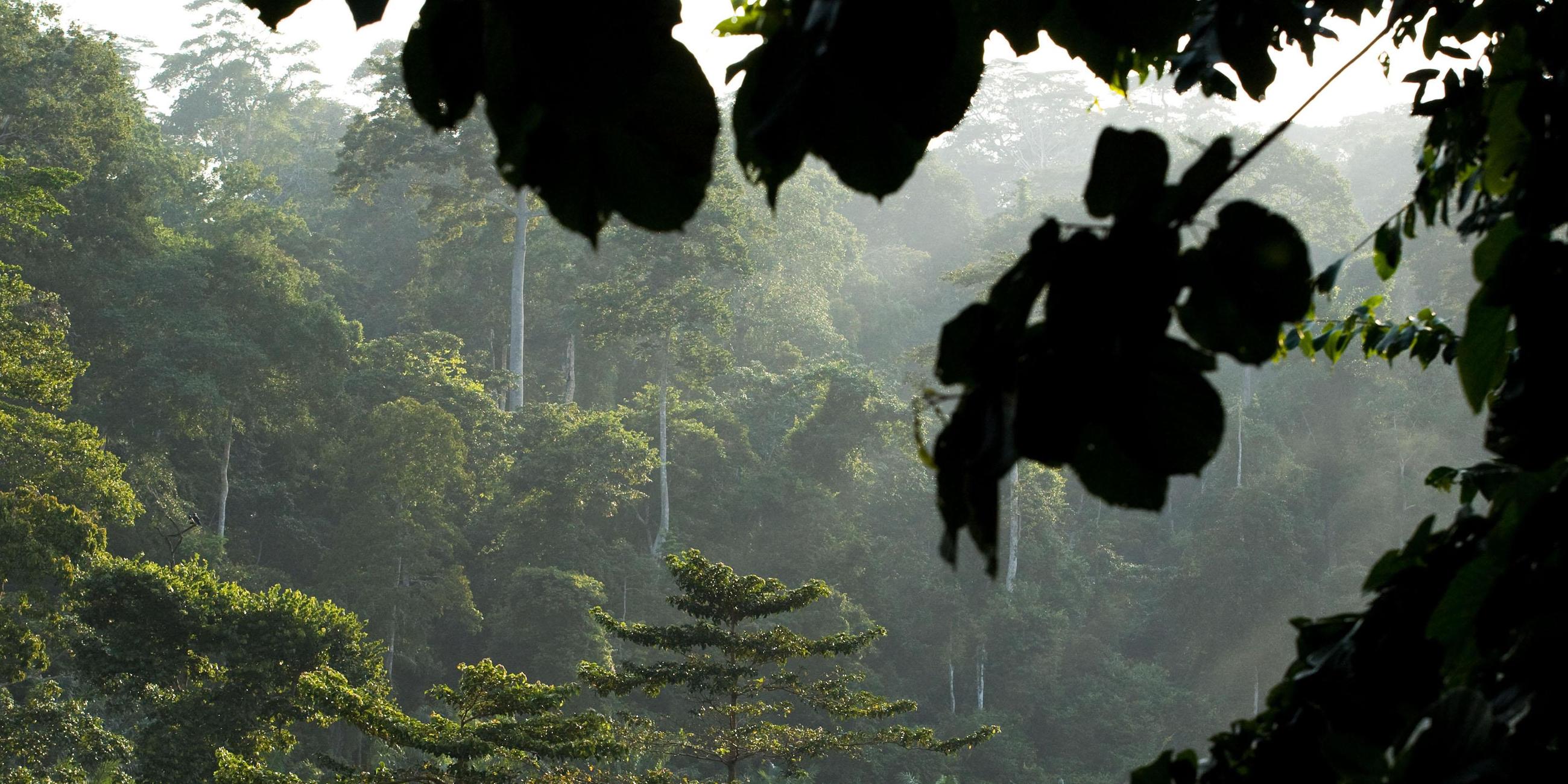Regenwald in Ghana