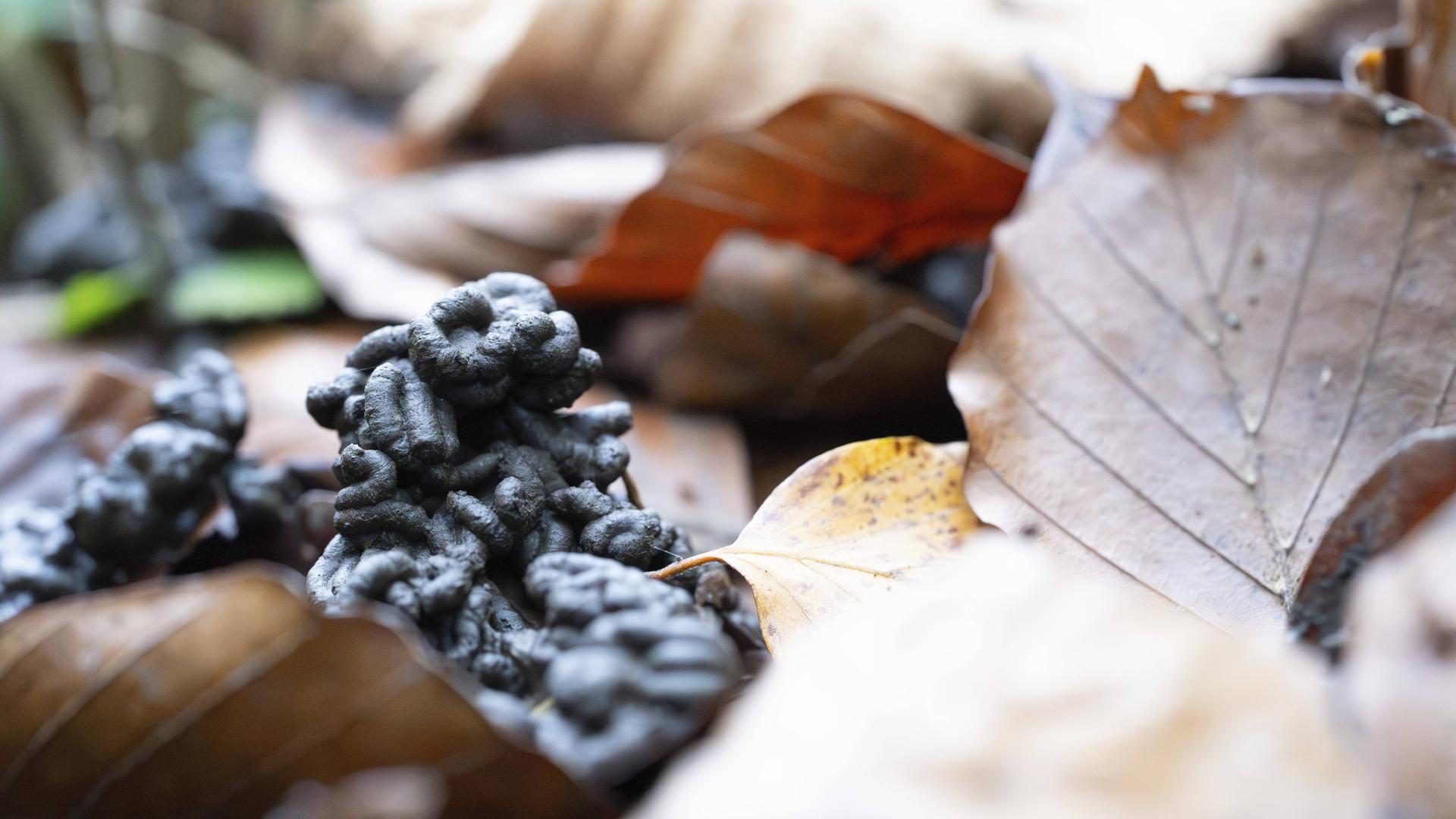 Regenwurm-Häufchen zwischen Blättern