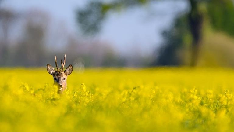 Rehbock versteckt sich in Brandenburg in einem blühenden Rapsfeld