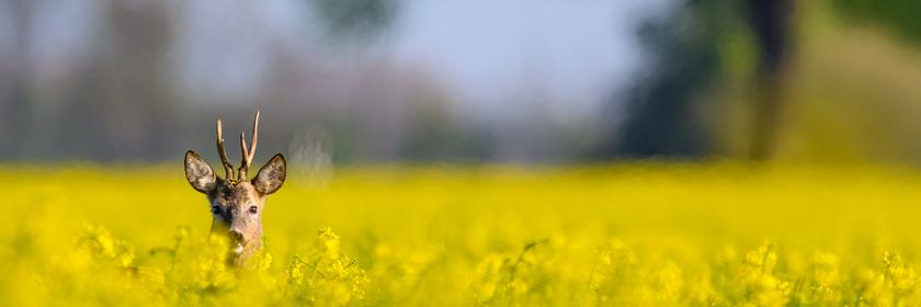 Rehbock versteckt sich in Brandenburg in einem blühenden Rapsfeld