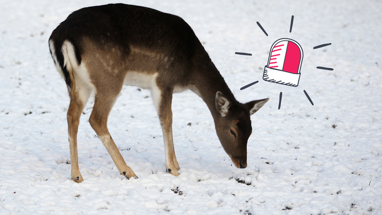 Ein Reh im Eiswasser – Zwei Feuerwehrmänner kuschelten es warm und retteten sein Leben.