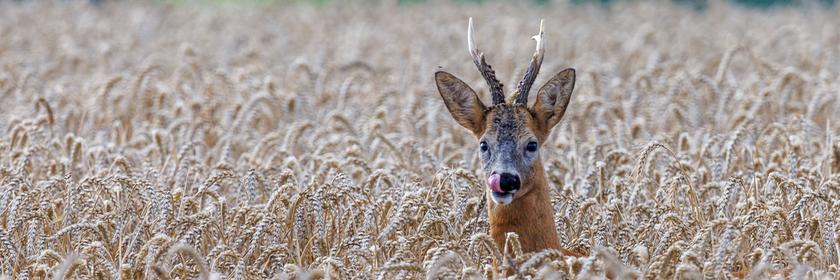 Ein Rehbock steht im Feld. 