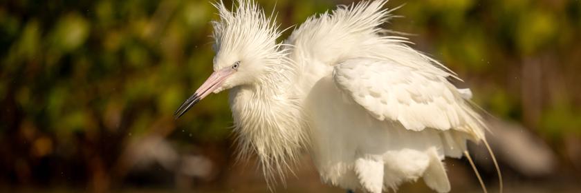 Reiher in den USA mit aufgestelltem Gefieder