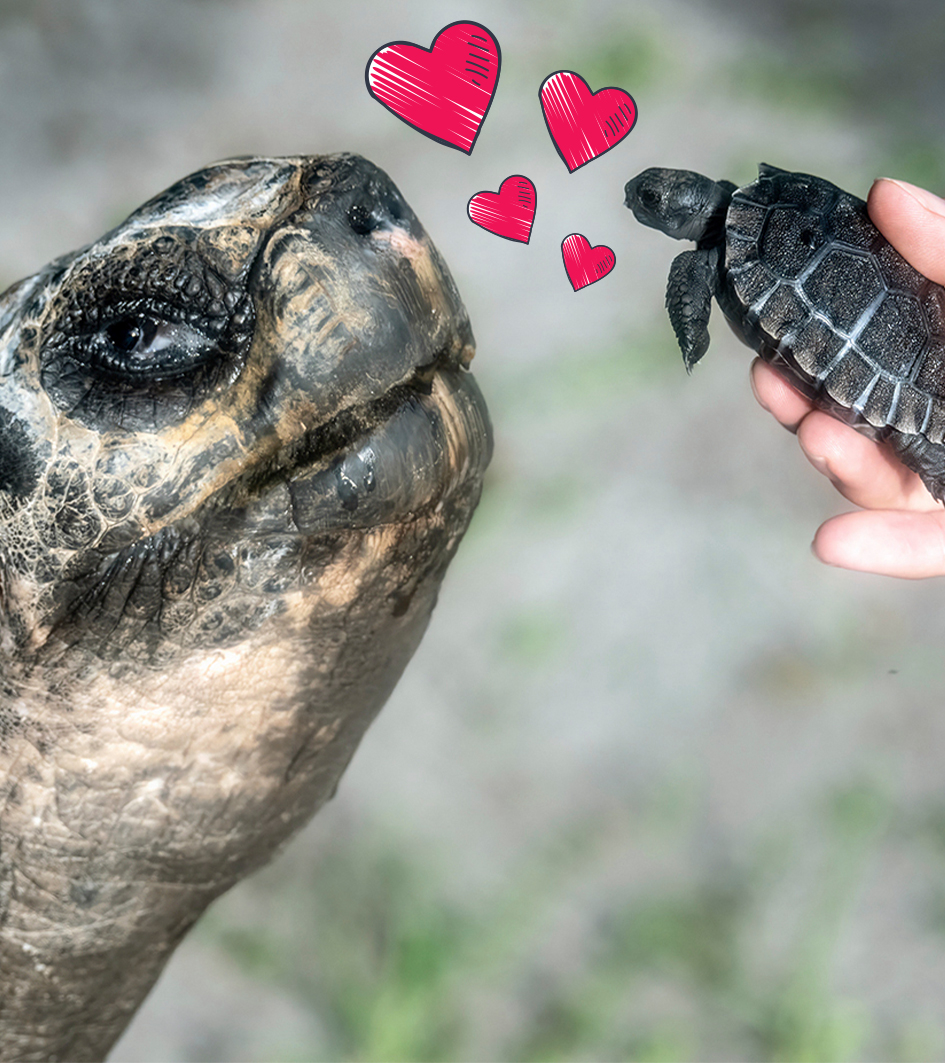 Eine Riesenschildkröte mit einer Babyschildkröte