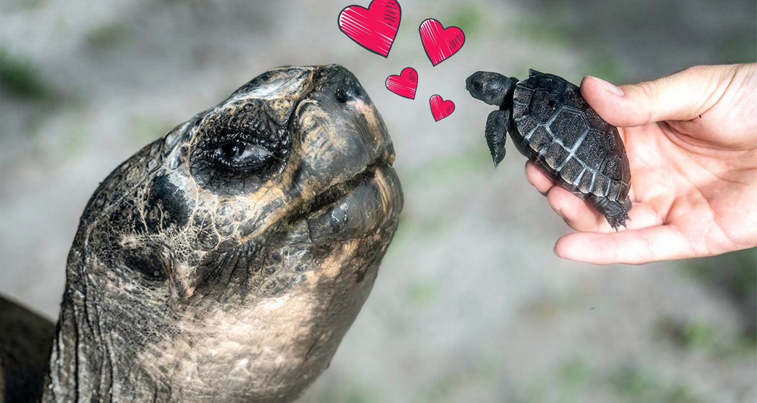 Eine Riesenschildkröte mit einer Babyschildkröte