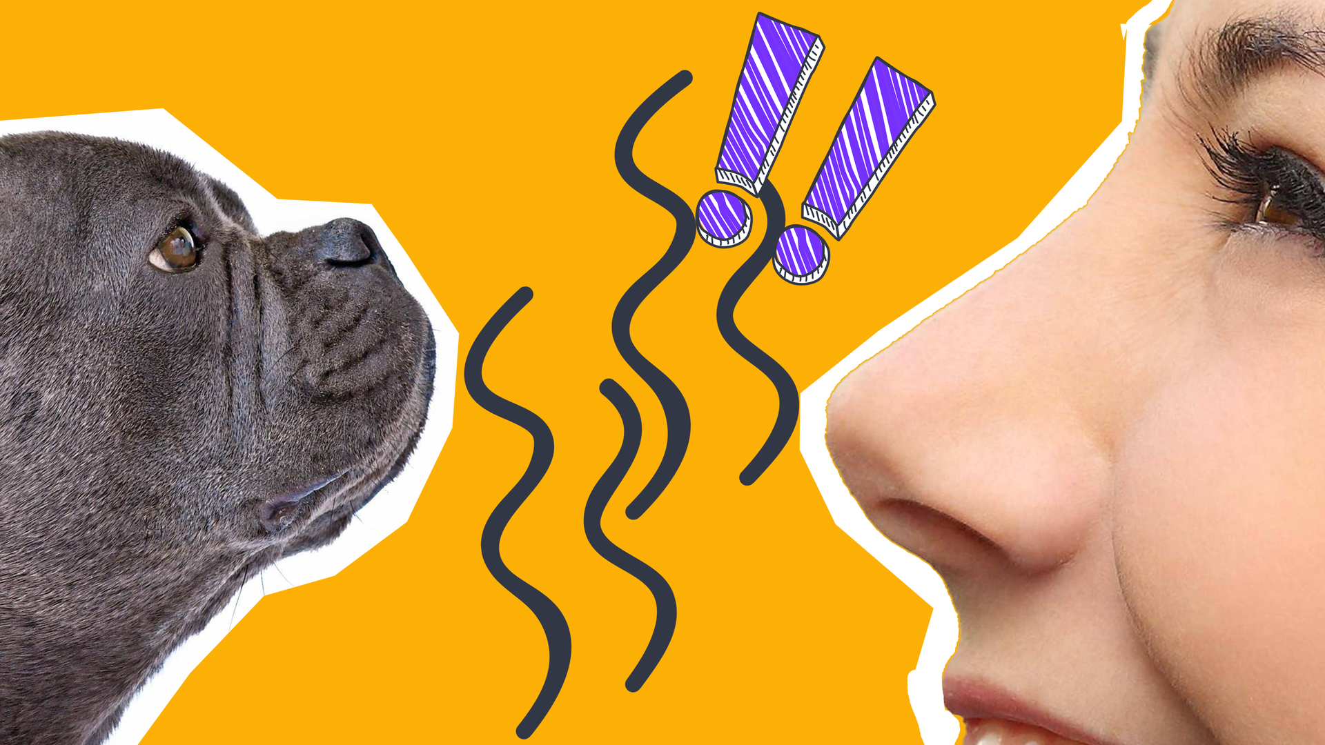 Zwei Nasen, ein Mensch, ein Hund, ein Geruch und Ausrufezeichen und das alles auf gelbem Hintergrund