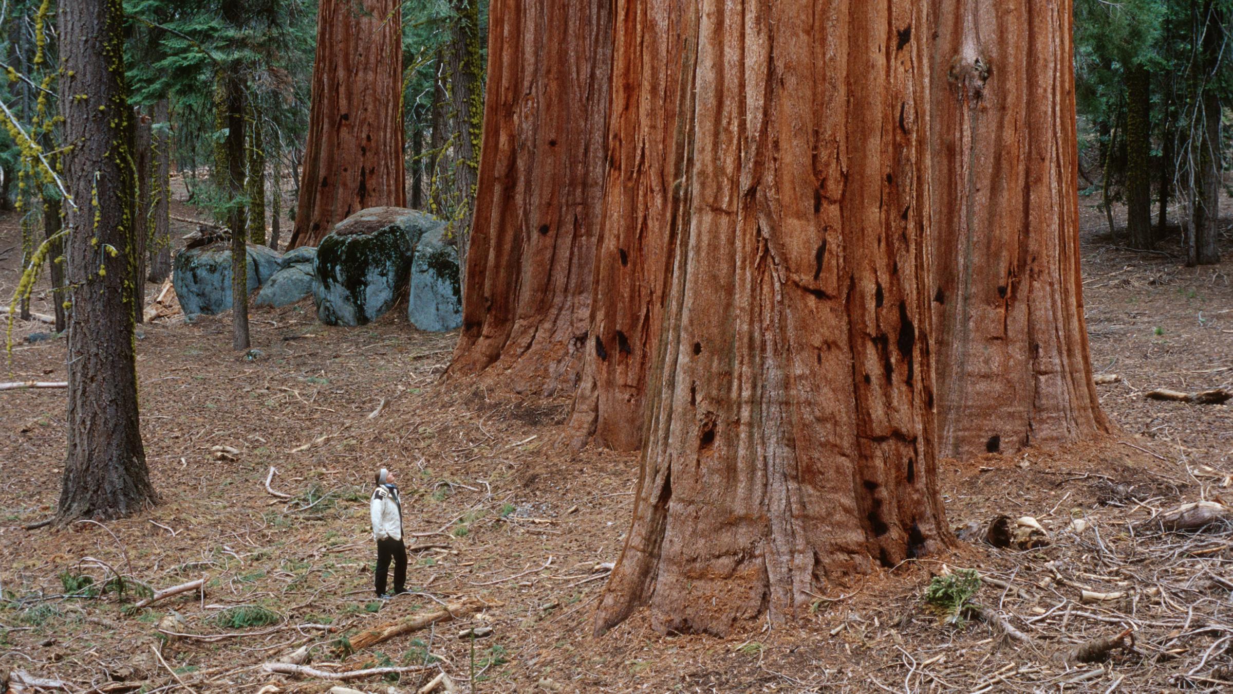 Riesenmammutbäume in der kalifornischen Sierra Nevada