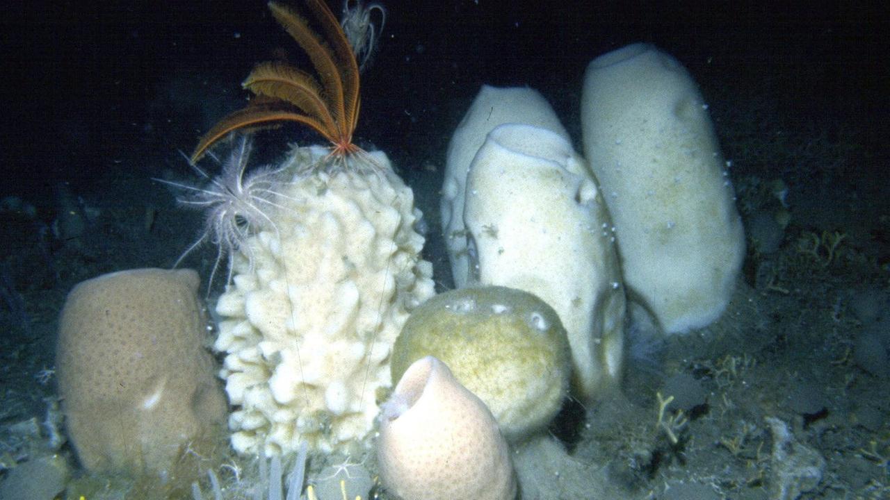 antarktischer riesenschwamm