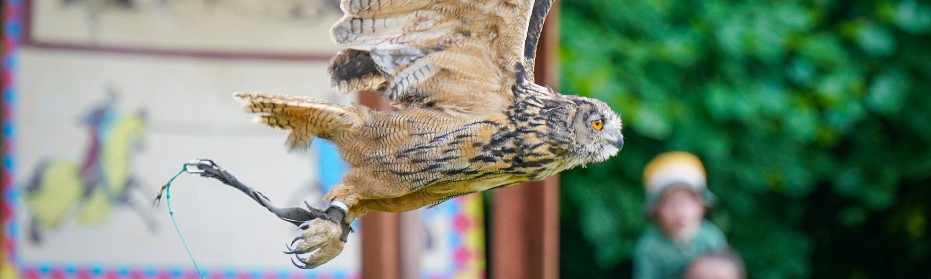 Ein Uhu fliegt während einer Greifvogelshow durch die Luft.