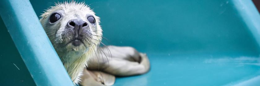 Der Kegelrobbenheuler Marieke schaut aus einer Schubkarre in den Aufzuchtbereich in der Seehundstation Friedrichskoog. Zwei Heuler erkunden seit heute den Aufzuchtbereich in der Seehundstation. Die Jungtiere wurden am 16. November von der Helgoländer Düne an die Seehundstation übergeben. Die erste Zeit in der Seehundstation verbrachten die beiden Jungtiere im Quarantänebereich. 