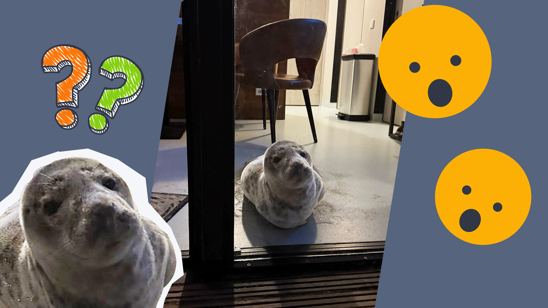 Eine Robbe liegt in einem Hotelzimmer, überraschte Emojis und überraschte Robbe.