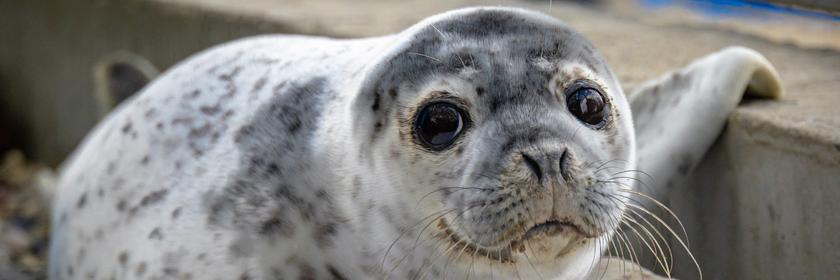 Gerettetes Robbenbaby