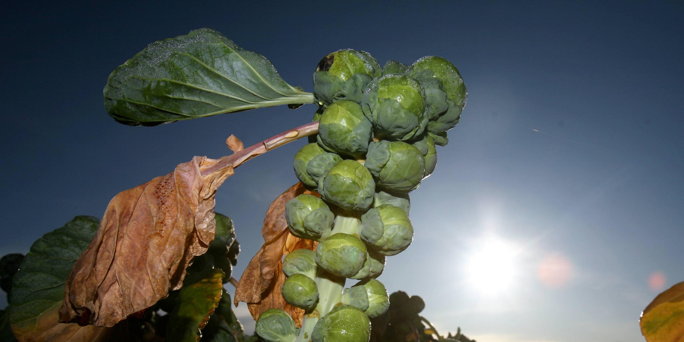 Rosenkohl auf Feld
