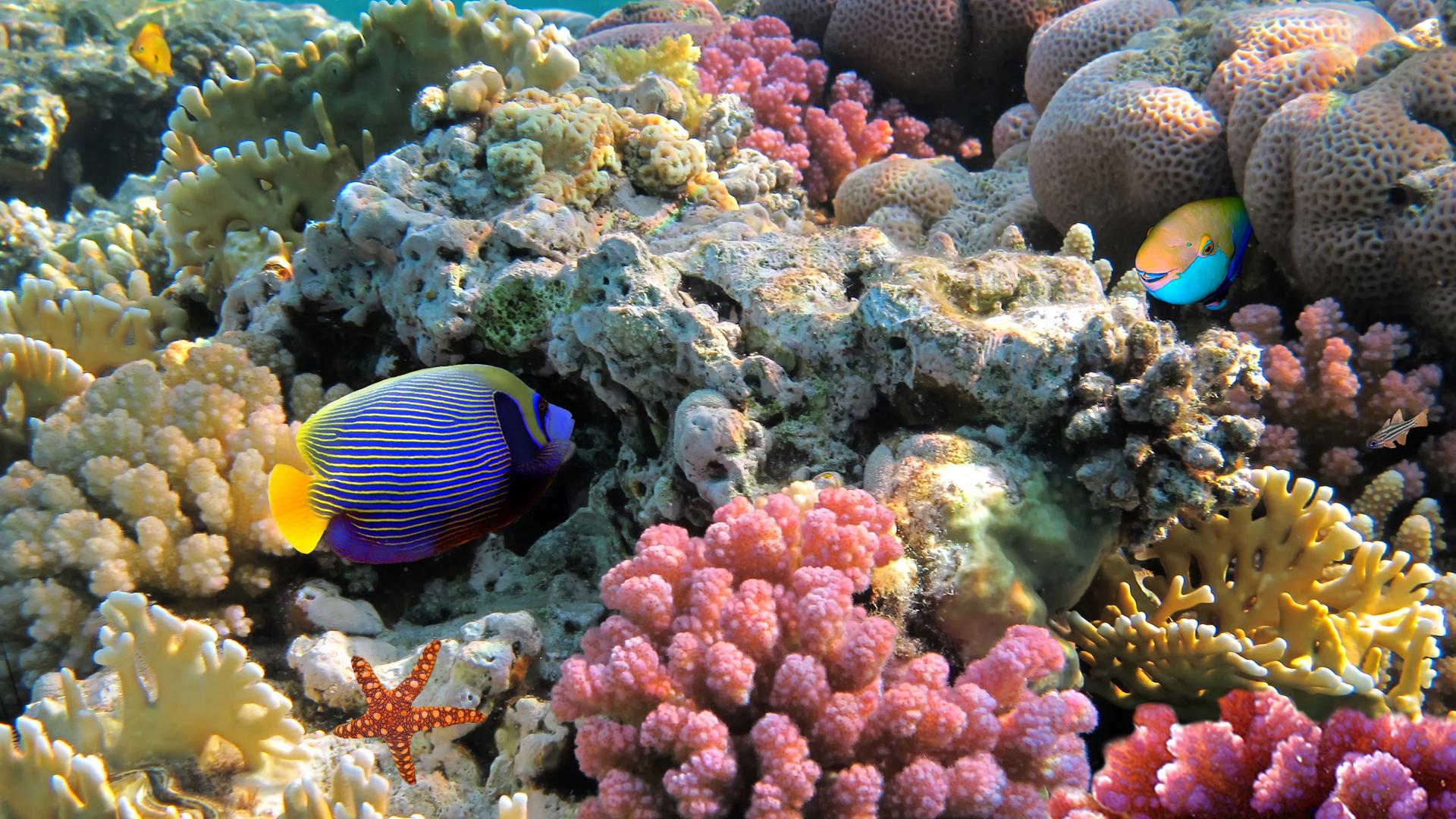 ein Korallenriff im Roten Meer