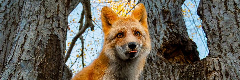 Fuchs