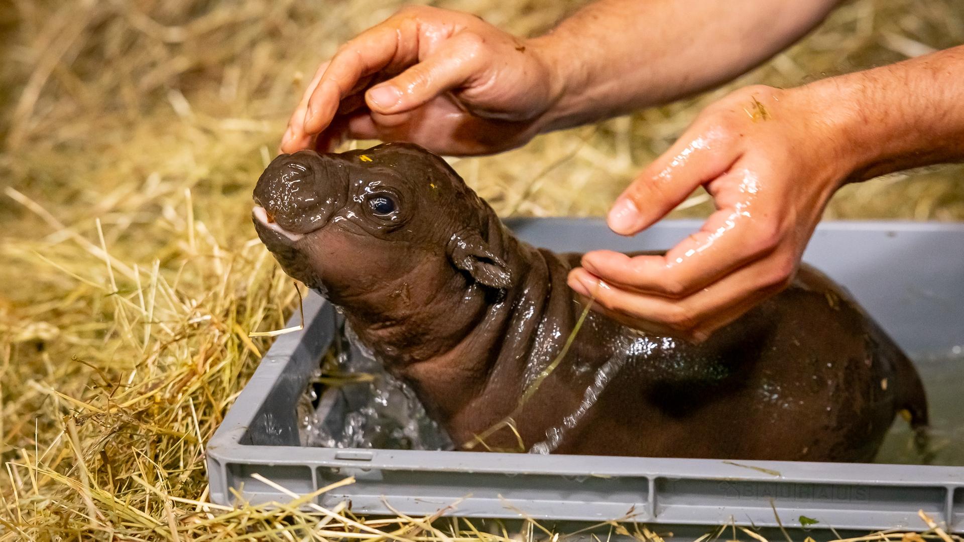 Ein Baby-Flusspferd sitzt in einer Kiste mit Wasser, die im Stroh steht und wird von einem Pfleger mit Wasser gewaschen.