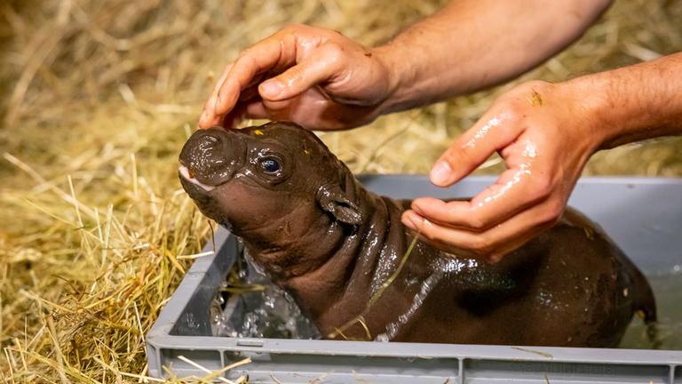 Ein Baby-Flusspferd sitzt in einer Kiste mit Wasser, die im Stroh steht und wird von einem Pfleger mit Wasser gewaschen.