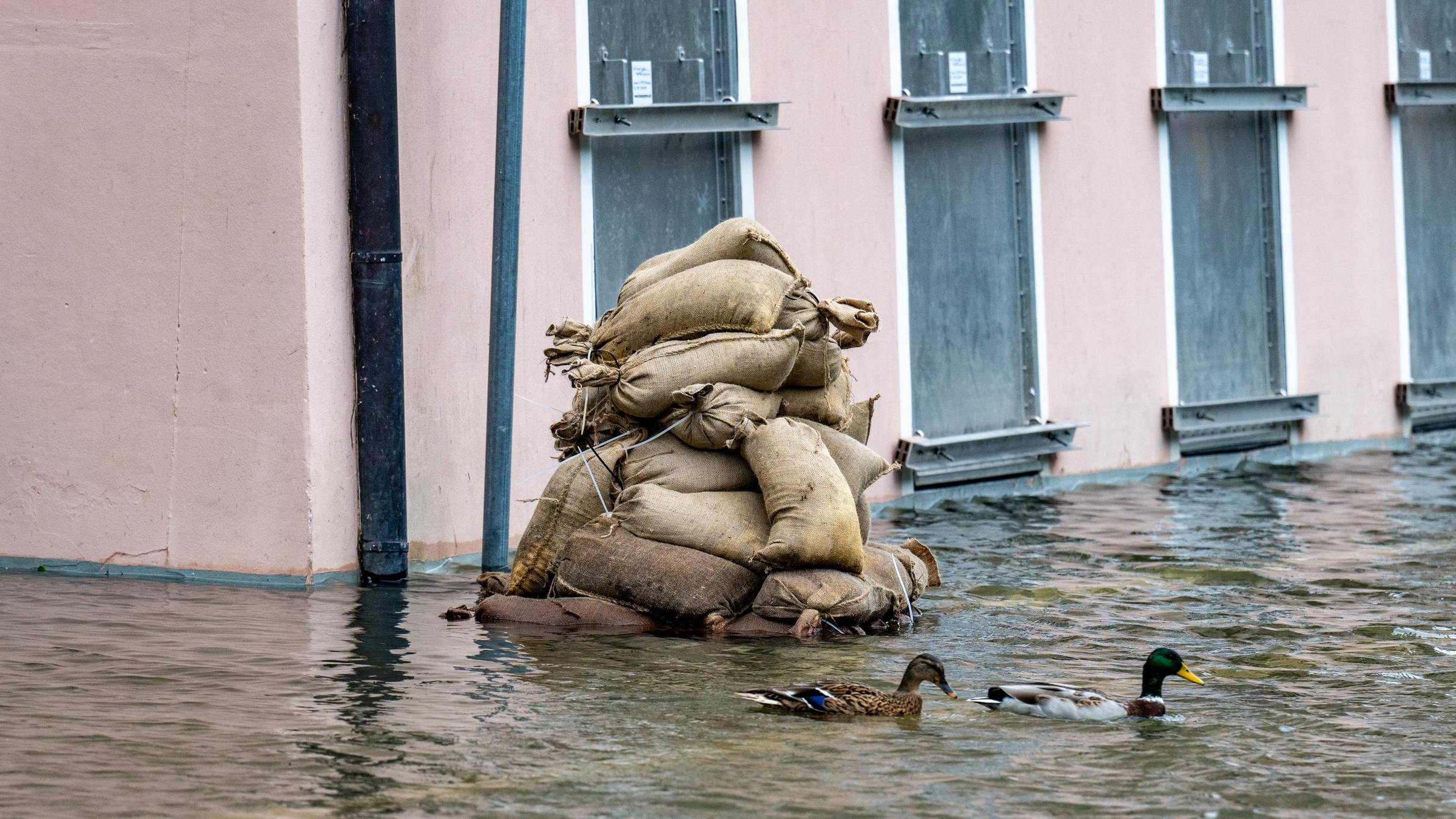 Zwei Enten schwimmen auf einer überfluteten Straße. Im Hintergund ein Haus mit hellrosa Fassade und ein Stapel Sandsäcke.