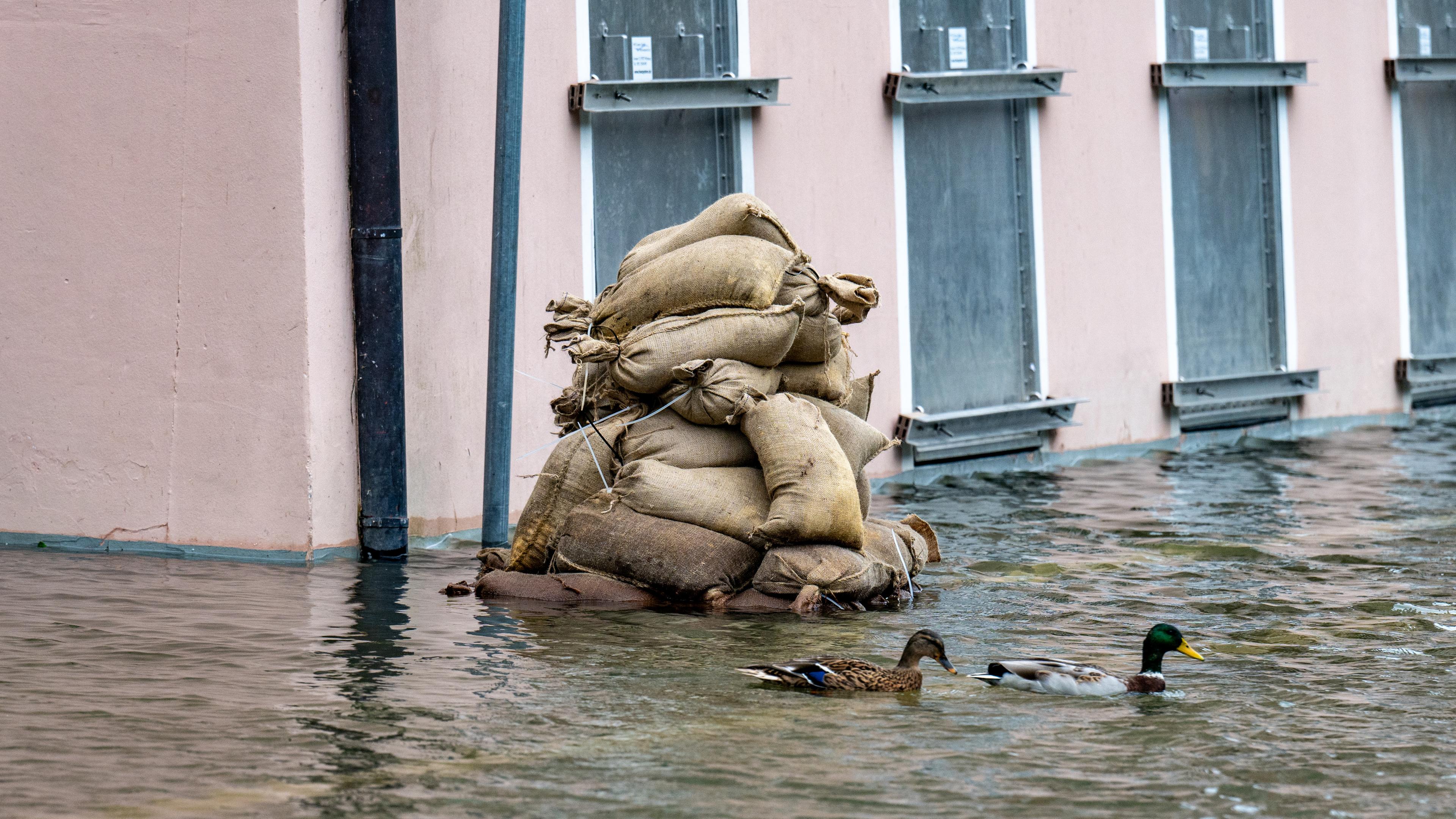 Zwei Enten schwimmen auf einer überfluteten Straße. Im Hintergund ein Haus mit hellrosa Fassade und ein Stapel Sandsäcke.