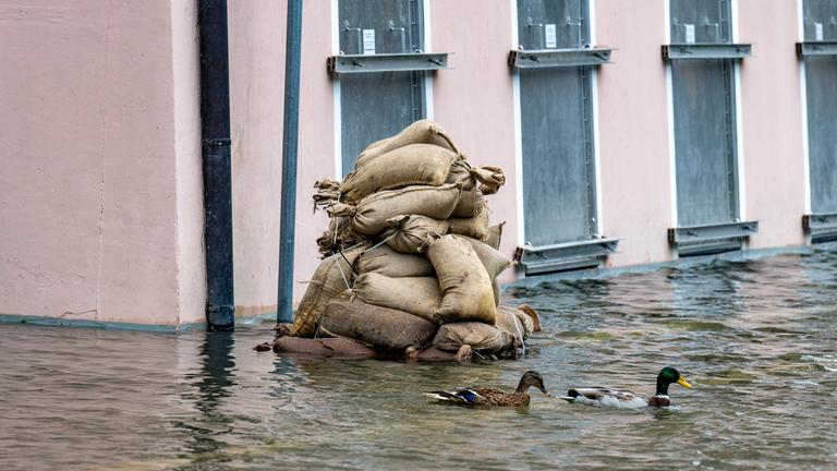 Zwei Enten schwimmen auf einer überfluteten Straße. Im Hintergund ein Haus mit hellrosa Fassade und ein Stapel Sandsäcke.