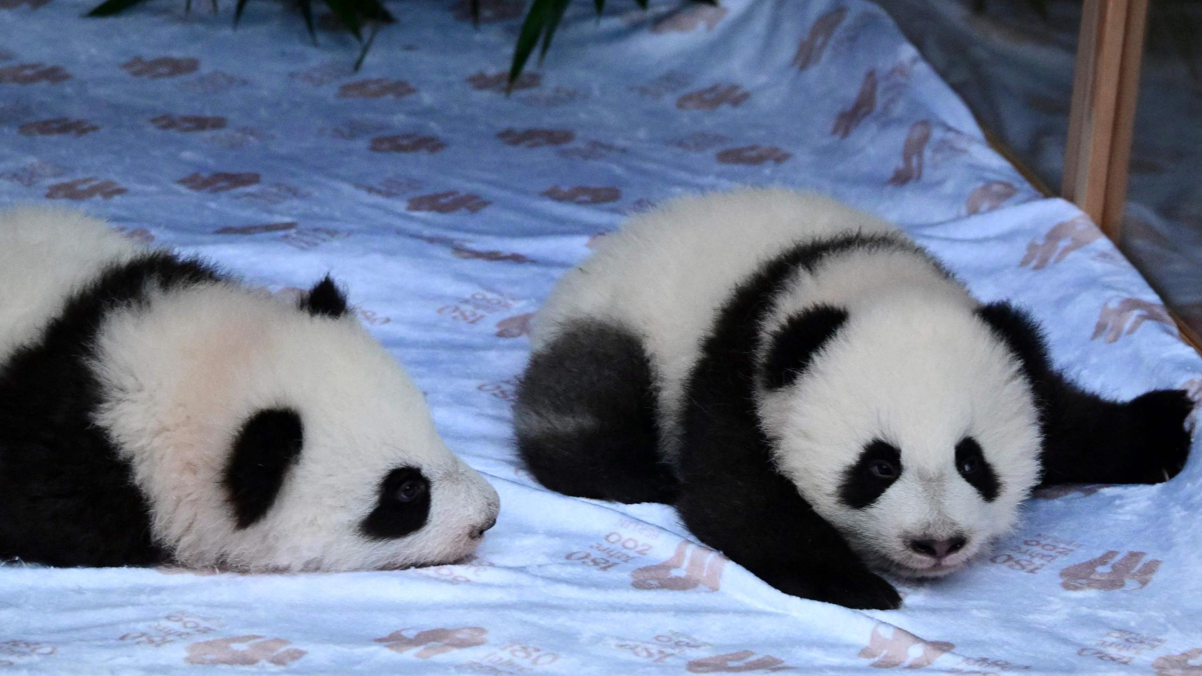 Zwei Panda-Babys liegen in einem Kasten auf einem hellen Handtuch.