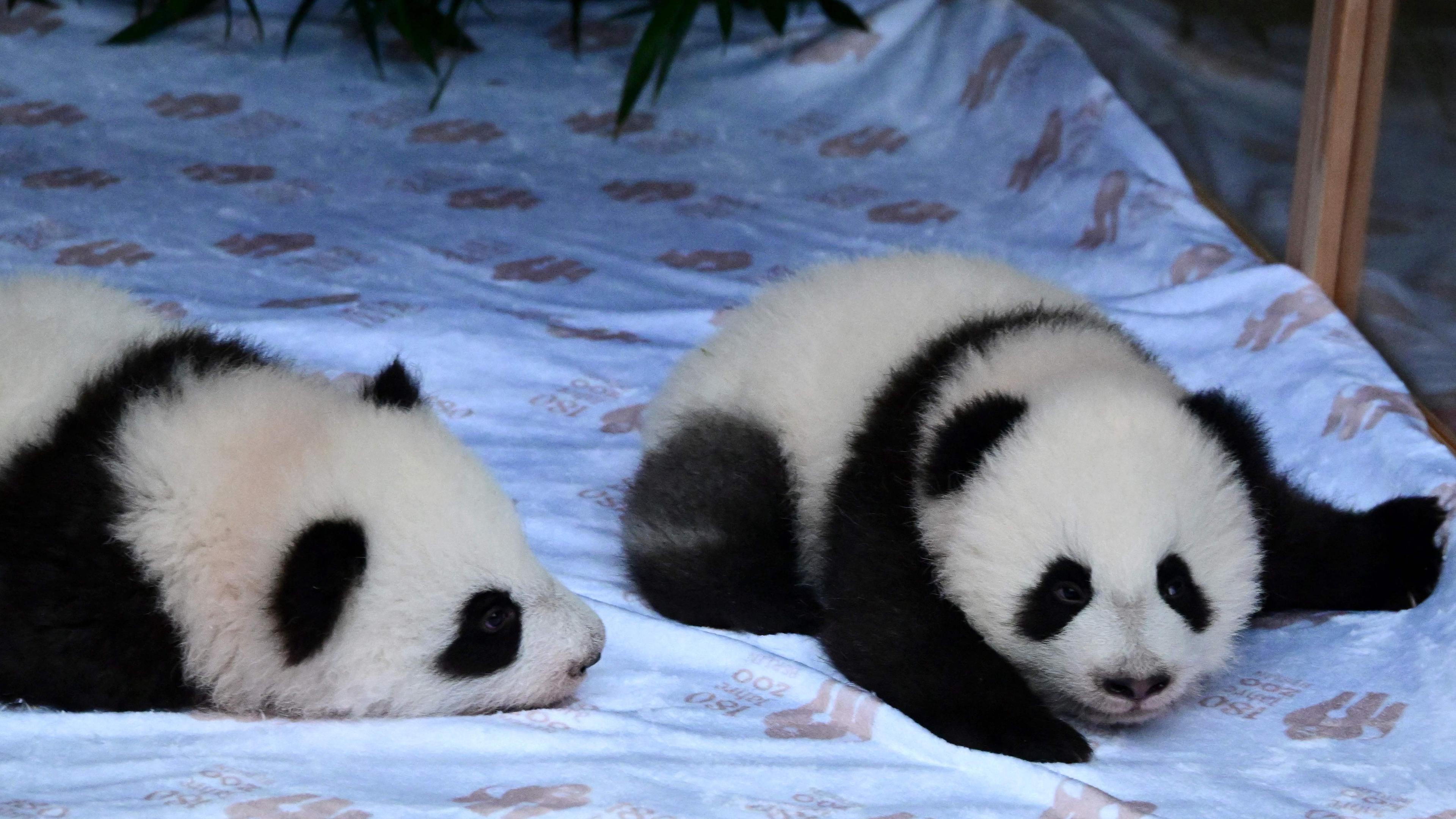 Zwei Panda-Babys liegen in einem Kasten auf einem hellen Handtuch.