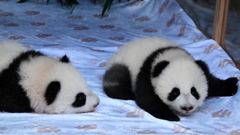 Zwei Panda-Babys liegen in einem Kasten auf einem hellen Handtuch.