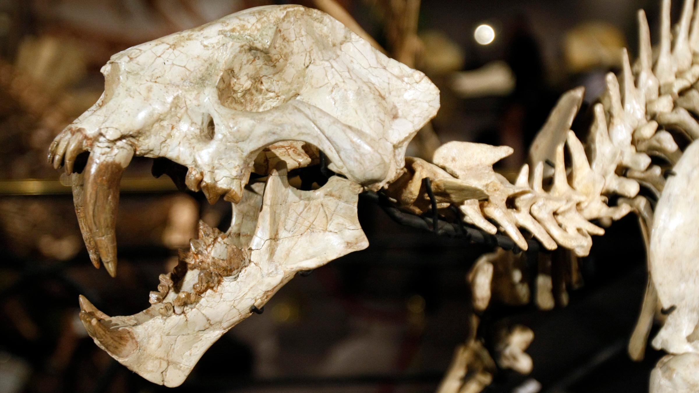 Skelett von einem Säbelzahndinosaurier