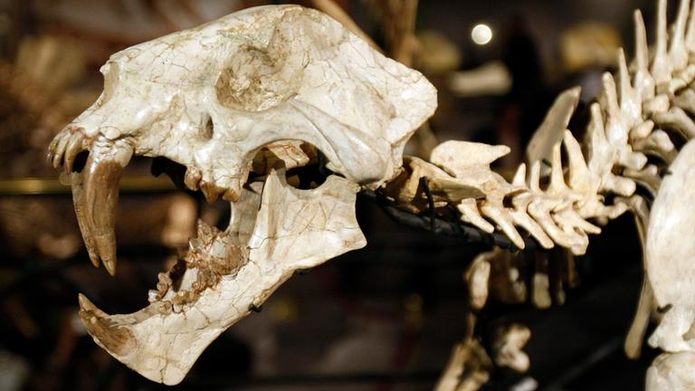 Skelett von einem Säbelzahndinosaurier