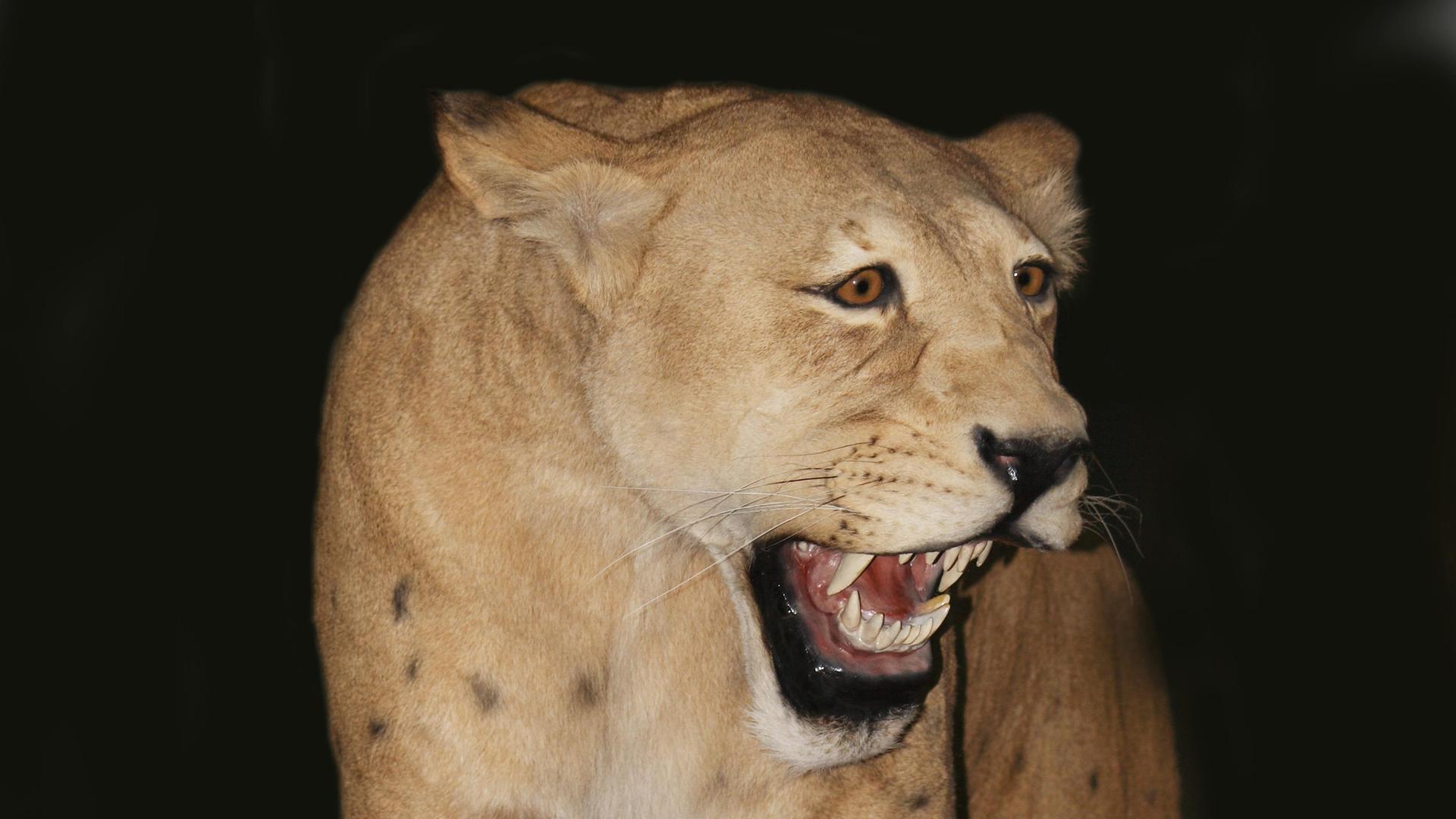 Nachbildung einer Säbelzahnkatze mit hellbraunem Fell und aufgerissenem Maul