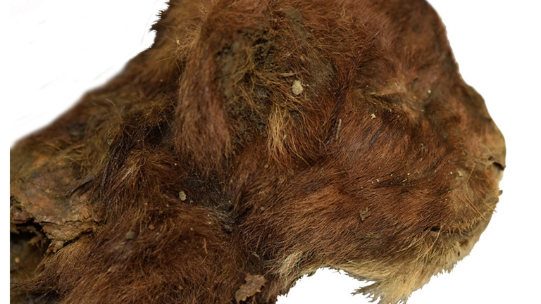 Kopf einer jungen Säbelzahnkatzen-Mumie mit braunem Fell