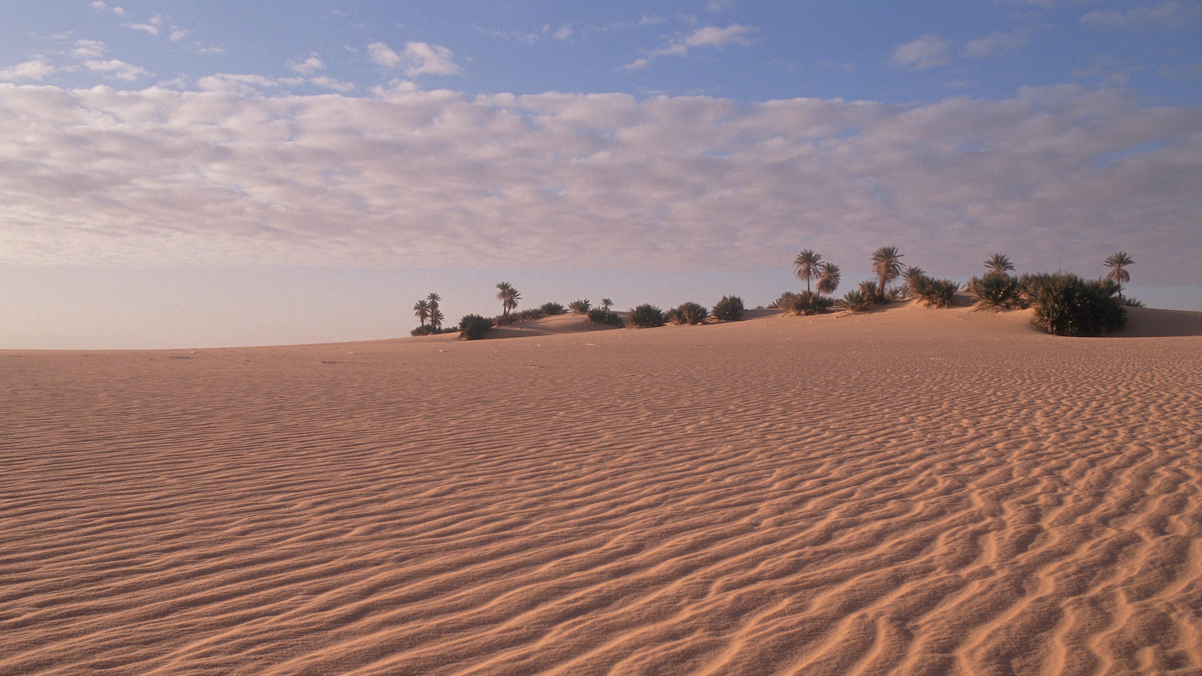 Eine Oase in der Sahara