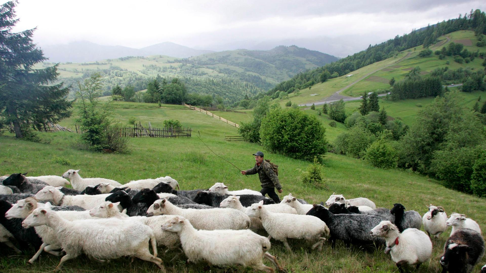 Ein ukrainischer Schäfer in den Karpaten